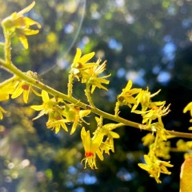 Large panicles of small, bright yellow flowers with red centers.