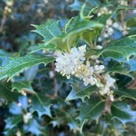 Small white flowers grow alongside dark green, spiky foliage. 