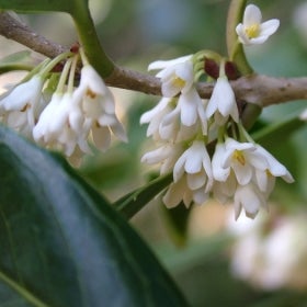 Small white flowers with yellow centers grow alongside deep green foliage. 