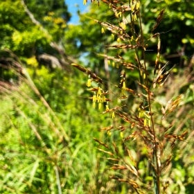 A tall grass with bright yellow anthers dangling from grass spikelets.