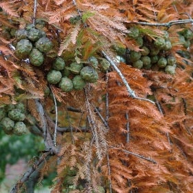 Deep orange needles of a tree with clusters of round green cone-like root shoots. 