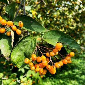 Small yellow/orange fruit growing in clusters on brown stems and surrounded by green foliage. 