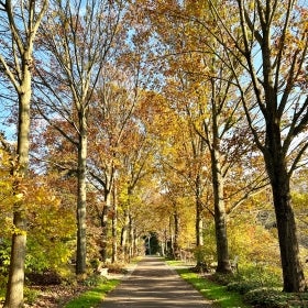 A paved path lined with oak trees with yellow and orange foliage.