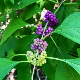 Clusters of bright purple fruit along thin green branches and foliage.