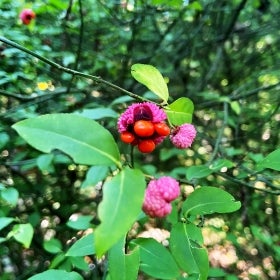 A bright pink seed pod exposing four orange fruits on a bush with green foliage. 