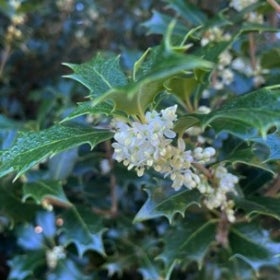 Small white flowers grow alongside dark green, spiky foliage. 