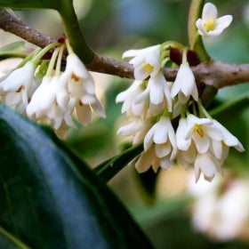 Small white flowers with yellow centers grow alongside deep green foliage. 