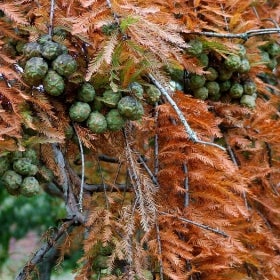 Deep orange needles of a tree with clusters of round green cone-like root shoots. 