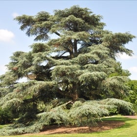 A large Atlas cedar tree on a sunny day with blue skies.