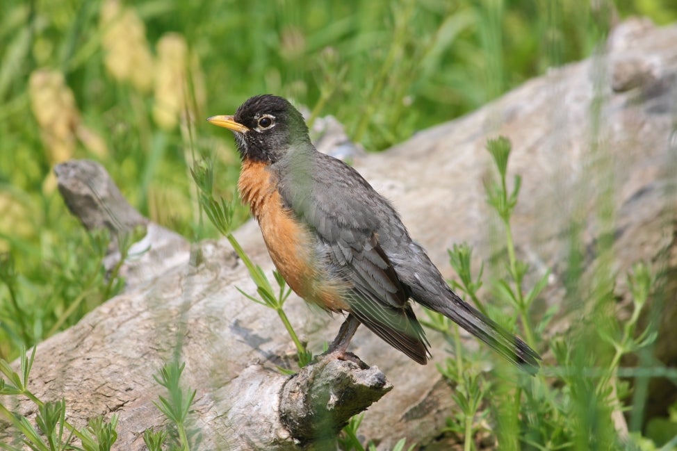 A male American robin with an orange belly stands on a fallen branch. 