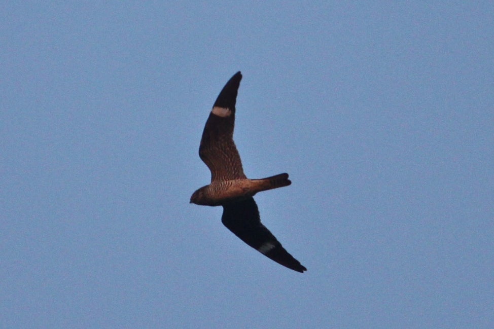 A common nighthawk seen from the ground as it flies across a blue sky.