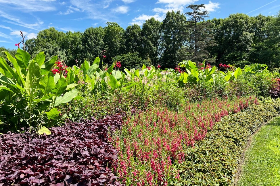 A vibrant garden of multiple beds and lots of colors flowers and foliage. 