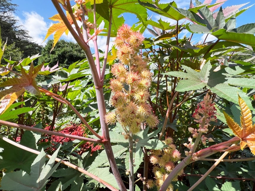 A close-up of a plant with the scientific name Ricinus communis ‘Carmencita’ that has peach and pink spikey balls growing in clusters on a pink-grey stem. 