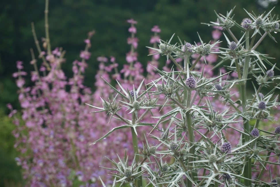 A close up of a spiky sage green plant with round purple flowers in the foreground, and tall pink flowers in the background. 