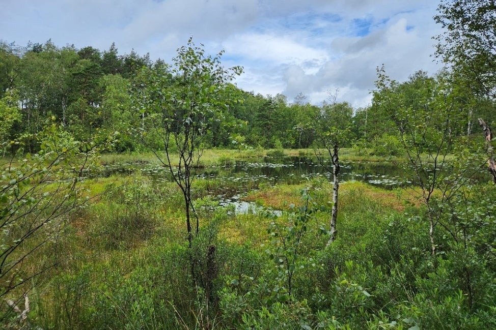 A nature preserve filled with green trees and foliage, with a small pond in the middle. 