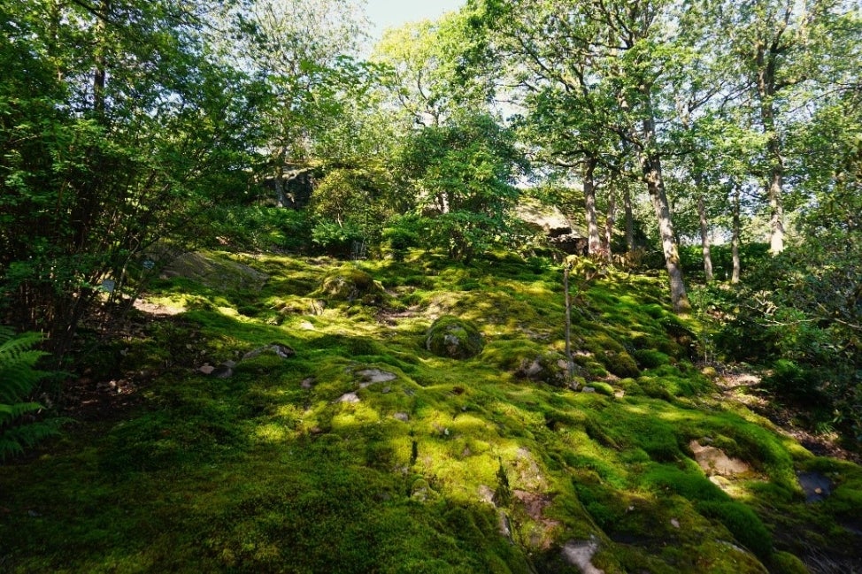 A wooden area with the forest floor covered completely in moss. 