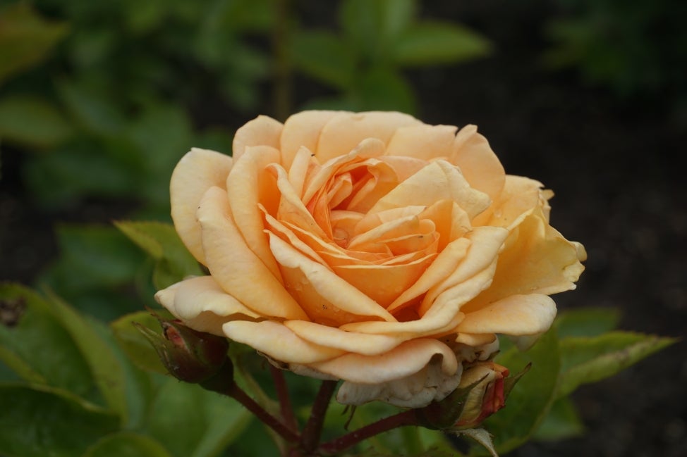 A close up of a bright yellow-orange rose. 