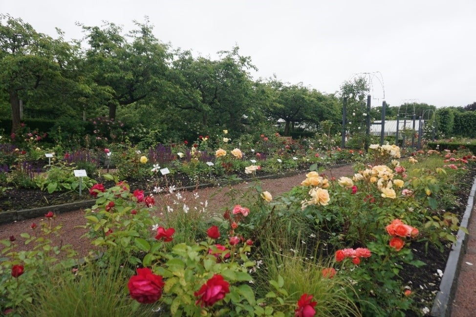 A rose garden filled with lots of blooming roses of all different colors. 