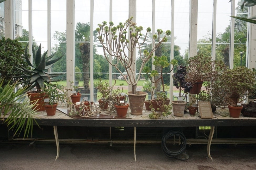 A variety of potted plants on a low wooden shelf with a large window behind them. 