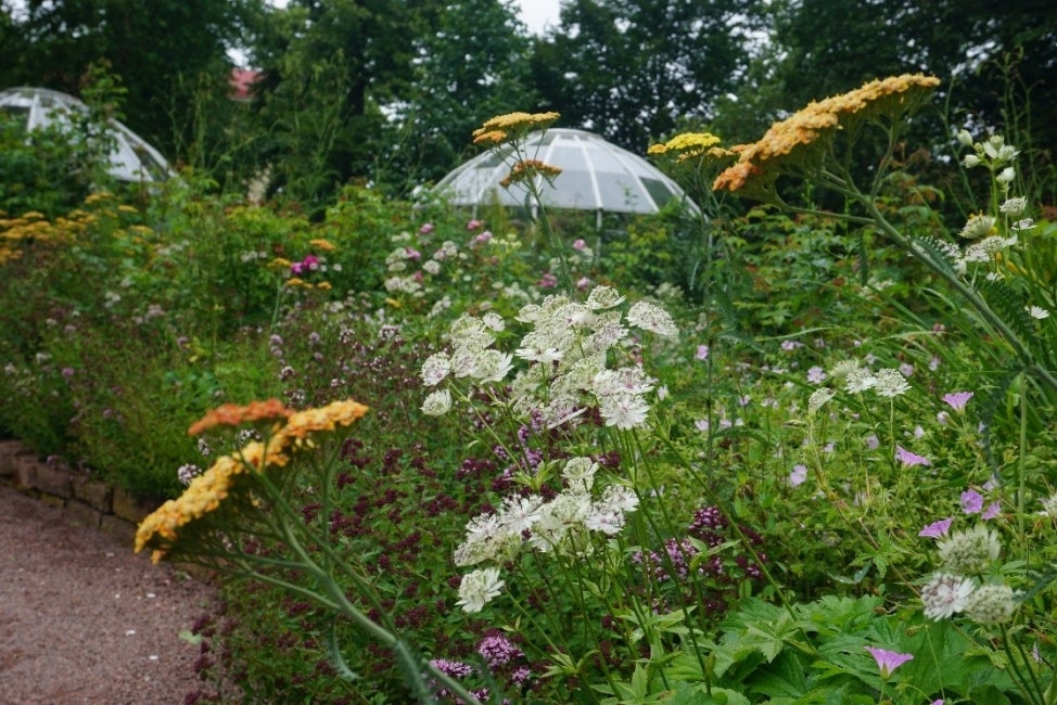 A butterfly garden with colorful pollinator plants and two glasshouses in the background.