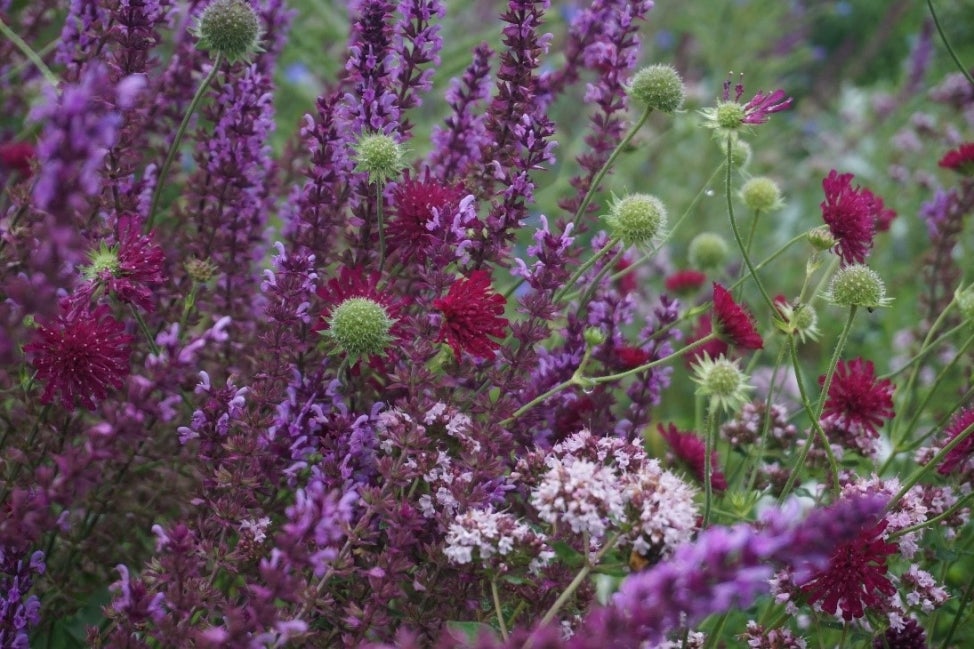 A closeup of purple, magenta, pink, and green flowering plants. 