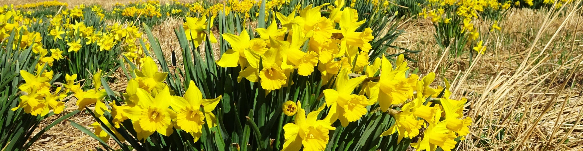 Narcissus Daffodil Yellow Narcissus Daffodil Narcissus 
