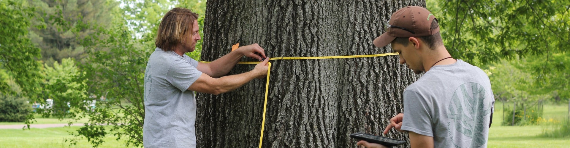 two young men measuring a tree trunk