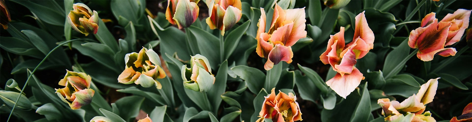 A view of orange and yellow iris flowers from above. 