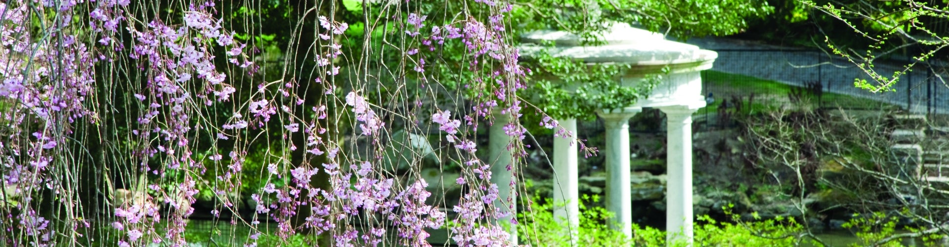 Tree with pink blooms in the foreground with a small white gazebo in the background. 