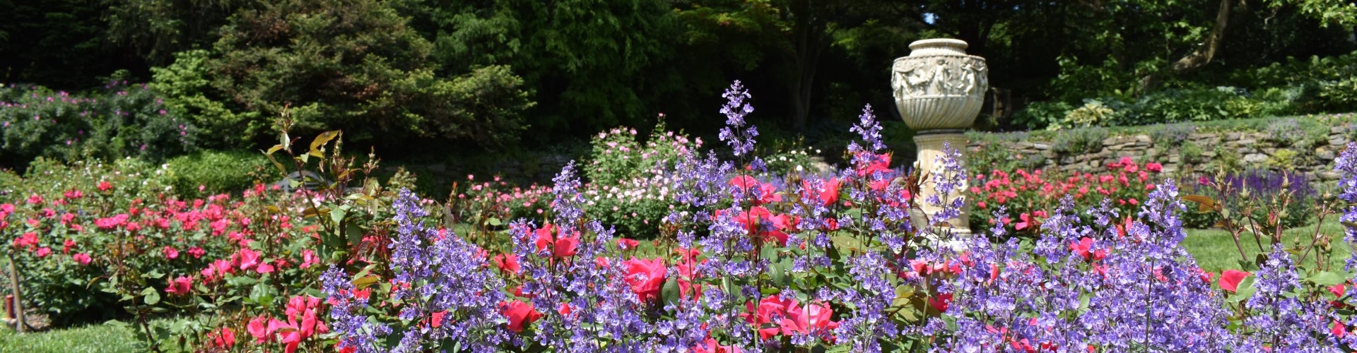 Rose Garden  Morris Arboretum & Gardens