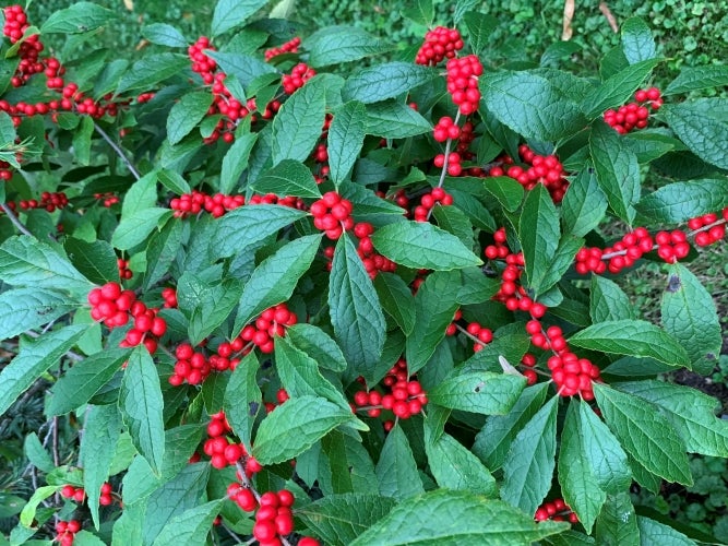 Bright red winterberry with green foliage. 