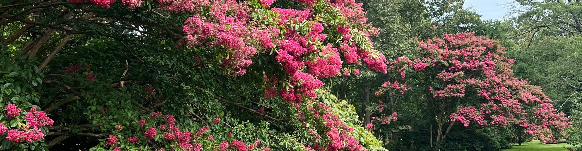 Crapemyrtle trees in bloom with magenta flowers and green foliage. 