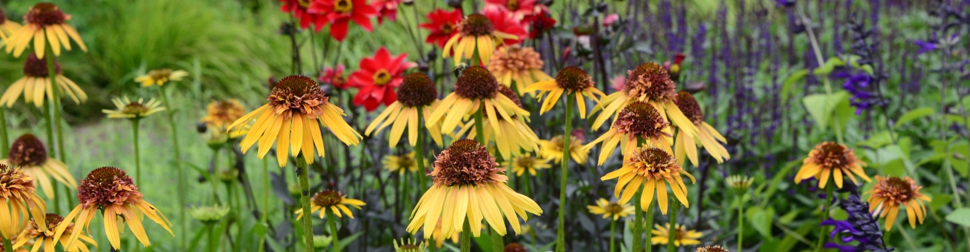 A field of yellow, red, and purple flowers among green foliage. 