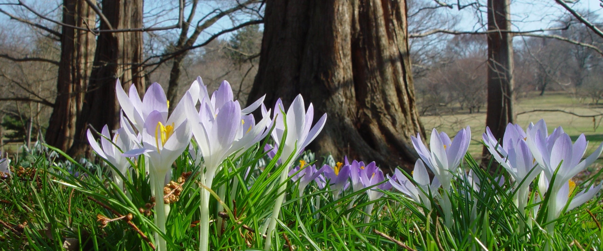 Purple crocuses in bloom in front of large dawn-redwood trees. 