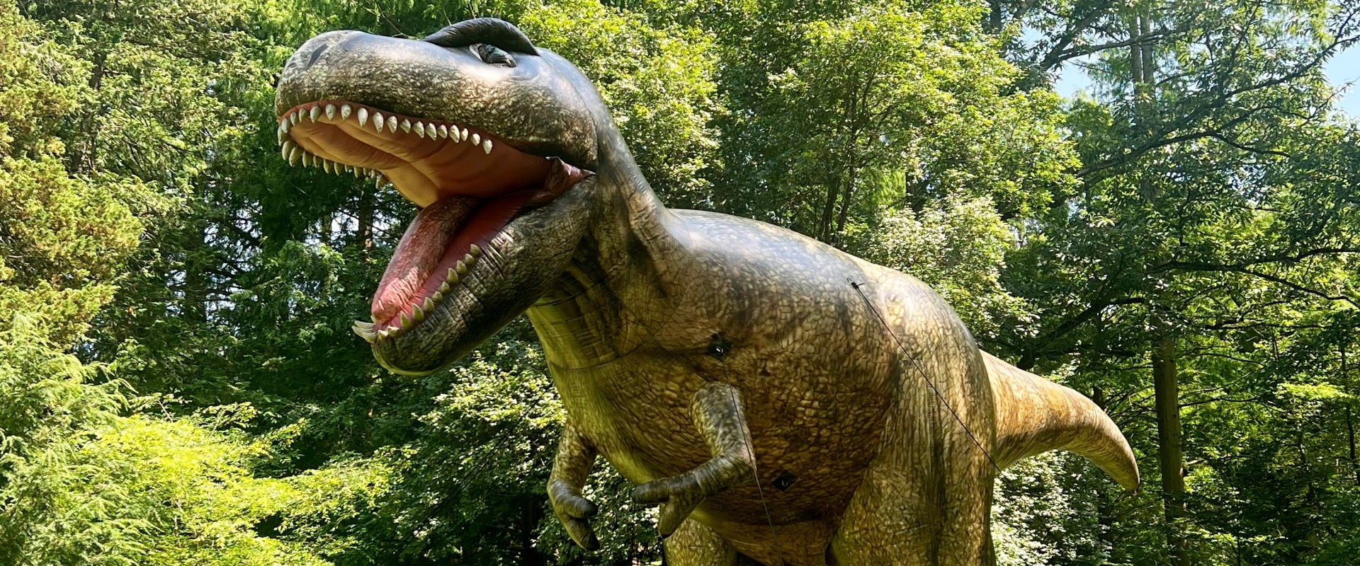 A 25-foot inflatable Tyrannosaurus rex outdoors surrounded by trees. 