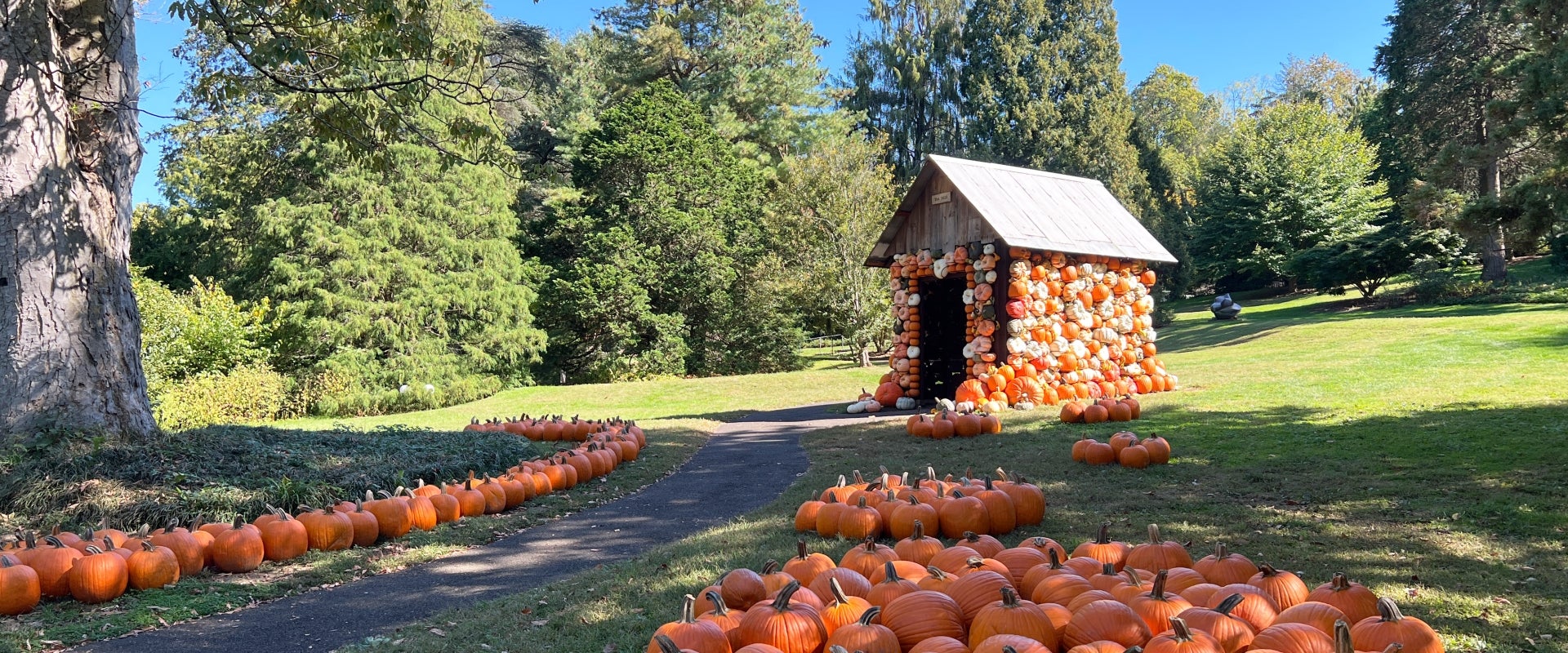 A small cottage covered in pumpkins in an outdoor setting on a sunny day.