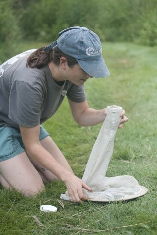 The Pennsylvania Bee Monitoring Program At The Morris Arboretum ...