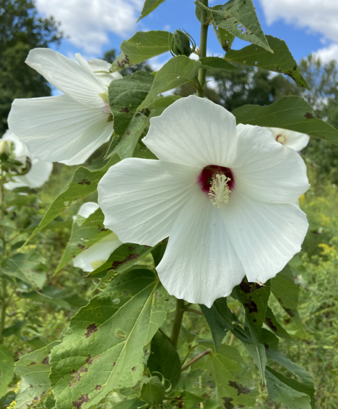 What's In Bloom: September | Morris Arboretum & Gardens