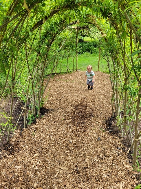 A young child runs thrown a tunnel of willow branches. 