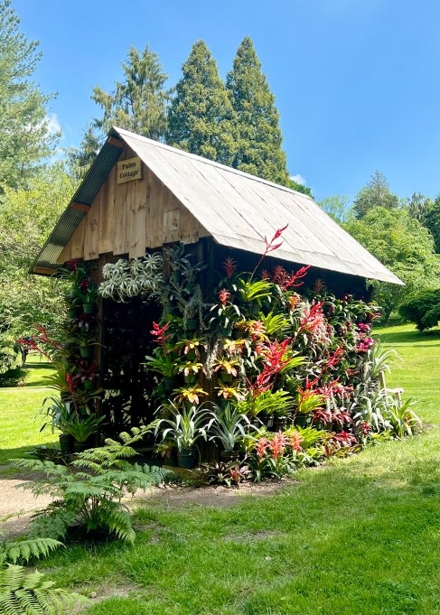 A small cottage covered in colorful, tropical plants.