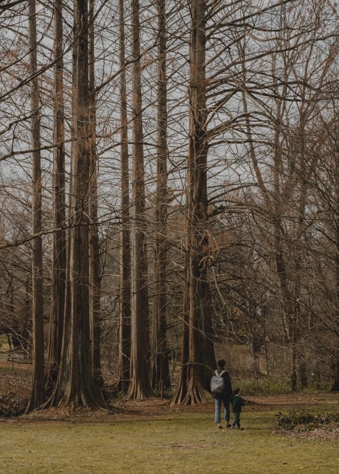 A father and son walk hand-in-hand through a fall landscape of looming dawn-redwood trees.