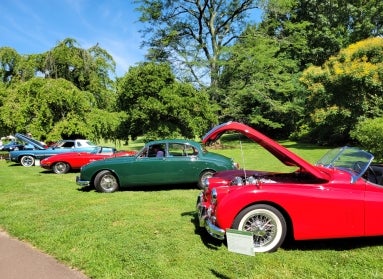A row of classic cars parked on green grass