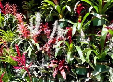 A wall of colorful tropical plants.