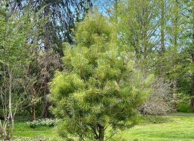 A photo of a small conifer tree that was recently planted. 
