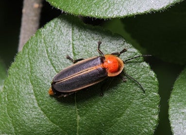 A firefly, with a black body and red head, walks along a dark green leaf. 