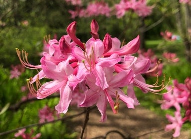 Small, bright pink flowers growing in a cluster. 