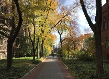 A brick pedestrian walk on a college campus lined with trees and buildings.