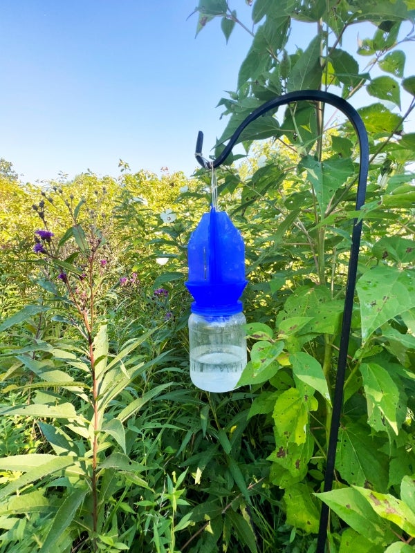 The Pennsylvania Bee Monitoring Program At The Morris Arboretum ...