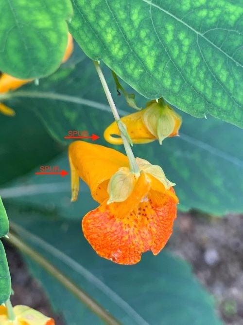 Impatiens capensis (jewelweed) at the Morris Arboretum