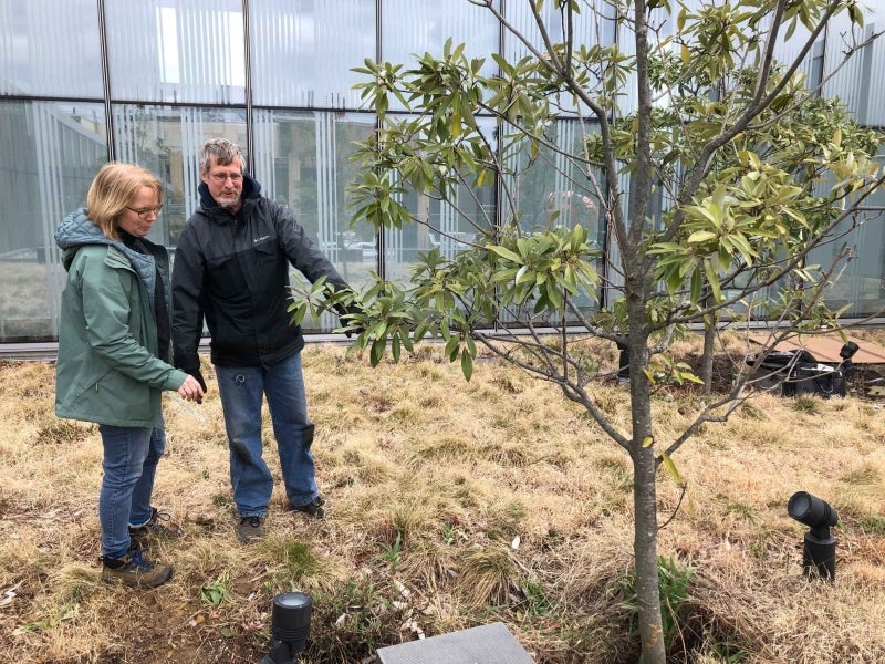 A man and woman wearing coats look at a small tree growing on a university campus.